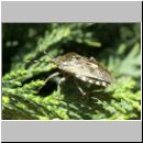 Rhaphigaster nebulosa - Graue Feldwanze 01.jpg